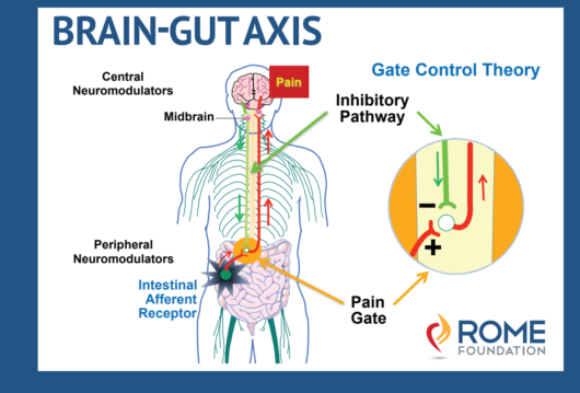Brain-Gut Axis Explanation Card